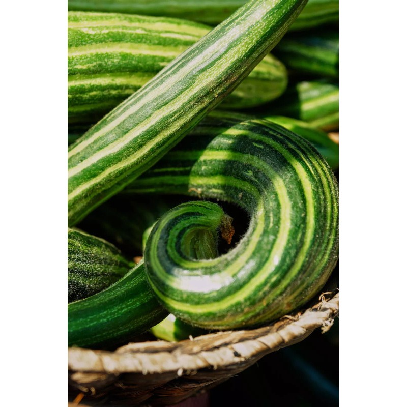 TomorrowSeeds Striped Armenian Cucumber Seeds | Painted Serpent Yard Persian