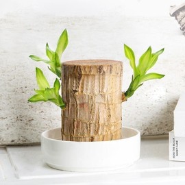 Brazilian lucky tree, with doll and plastic tray, Easy to grow indoors