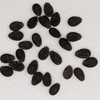 Yellow Gem Sweet Watermelon Seeds 20 Seed CT