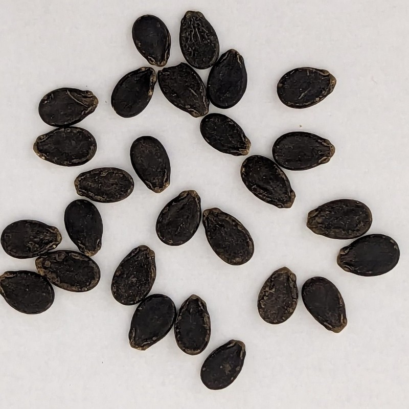 Yellow Gem Sweet Watermelon Seeds 20 Seed CT
