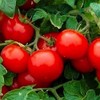 250 Cherry Tomato Seeds Large | Non-GMO | Fresh Garden