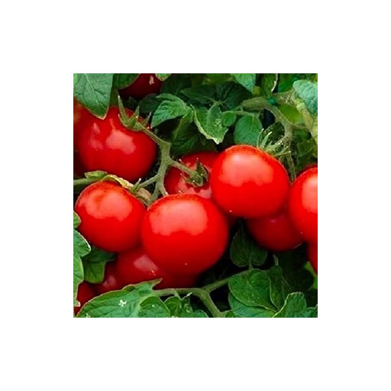 250 Cherry Tomato Seeds Large | Non-GMO | Fresh Garden