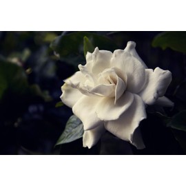 Sandys Nursery Online Gardenia August Beauty Starter Plant
