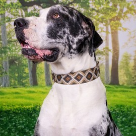 Country Brook Petz - Premium Rattlesnake Dog Collar - Animal Prints Collection Featuring Wild Designs (1 Inch, Large)