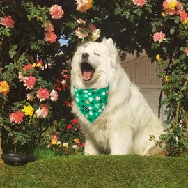 Maca Bates 2 Pack St Patricks Day Dog Irish Clover Bandana Bulk Saint Patrick's Shamrock Clovers Green Dogs Scarf Soft Puppy Bandanas Pet Kershief for Male Female Small Medium Large Girl Boy Pets