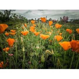 California Poppy Seeds (~200) by Plant Good Seed: Non-GMO, Heirloom, Open Pollinated Seeds from The United States