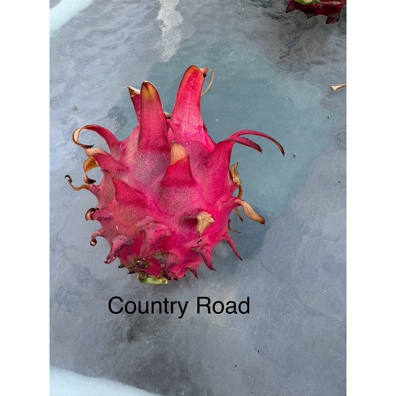 ORGANICO 3 DRAGON FRUIT CUTTINGS 8-14 Inches