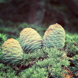 Naissance Sweet Orange Essential Oil (No. 105) - 100ml - Pure, Natural, Cold Pressed, Cruelty Free, Vegan and Undiluted - Use in Aromatherapy & Diffusers