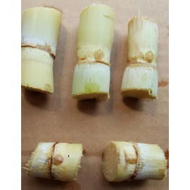 Unbranded 4 sticks SUGAR CANE GREEN JUICING CHEWING ORGANIC PLANT