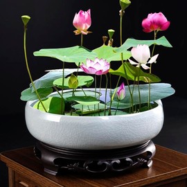 20 Pcs Mix Bonsai Bowl Lotus Seeds,Lotus Seeds for Planting Water Features Mixed Color