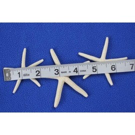 Vintage Beach Wedding Natural Starfish Decor DIY Crafts, No-Smell, 2" to 3" - SS-72-50 Items