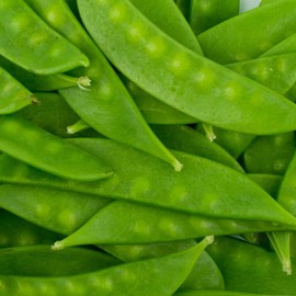 Mammoth Melting Sugar Pod Snow Pea Garden Seeds - 25 Lbs Bulk ~45,000 Seeds - Non-GMO, Heirloom Vegetable Gardening & Microgreens Seeds
