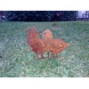 Crispe Garden Stake Decoration Patina Chick Metal Rusty Decorative Figure