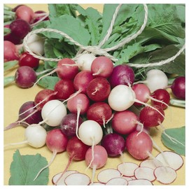 Everwilde Farms - 300 Easter Egg Radish Seeds - Gold Vault Jumbo Seed Packet