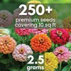 Zinnia California Giants - Large 2,500mg Envelope - 250 Flower
