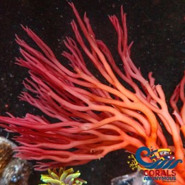 Dragon Tree Red Macroalgae - Medium Tree (3-5”)
