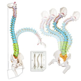 2024 Newest Flexible Spine Model, 34.6'' Life Size Human Spinal Cord Anatomical Model with Stand Color Coded Regions Indicate The Cervical, Thoracic and Lumbar Spine for Med Students and Chiropractors