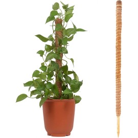 Fibra Coco Flexible 60 Cm Tutores Plantas,Tutores para Plantas Trepadoras Fibra Coco Soporte para Plantas Interior Coco para Enredaderas Monstera,para Enredaderas Extensión