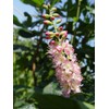 GreenPromiseFarms SHCSRS03 SHCSRS CLETHRA ALNIFOLIA `Ruby Spice`, 3 Size Container