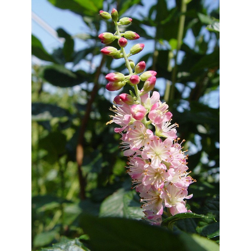 GreenPromiseFarms SHCSRS03 SHCSRS CLETHRA ALNIFOLIA `Ruby Spice`, 3 Size Container