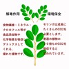 モリンガ 熊本県産 モリンガ１００%使用 粒 無農薬 オリゴ糖配合 タブレット パウダー サプリ スーパーフード