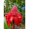 It Blooms Torch Ginger Plant Rhizome 5pc / Wild Ginger