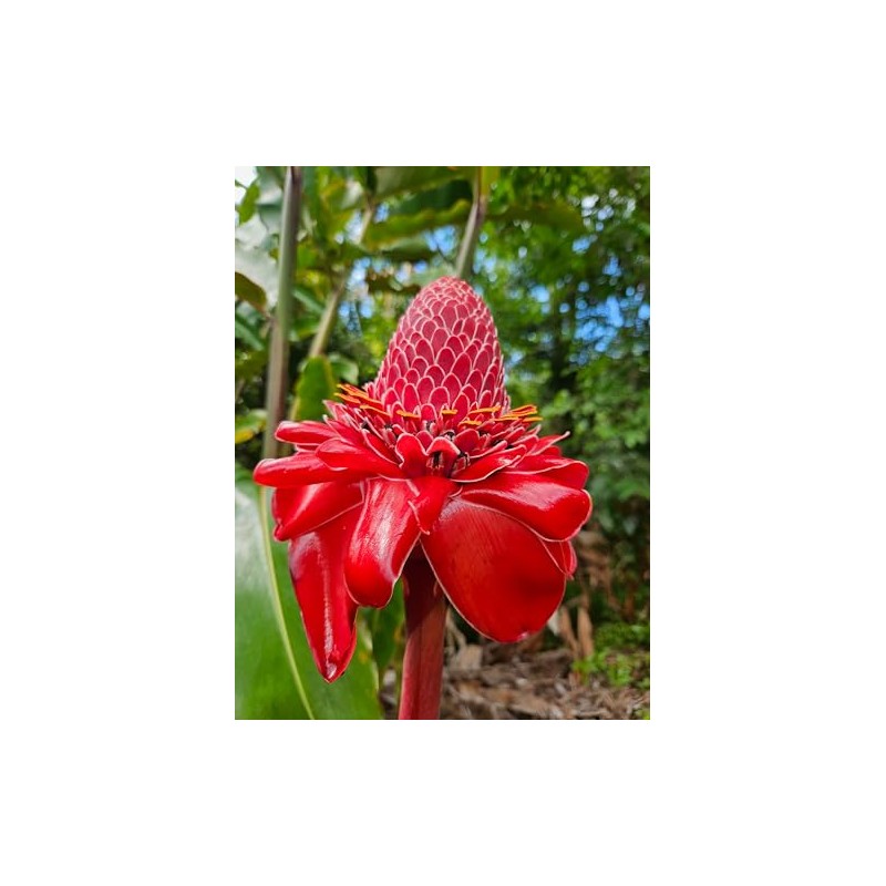 It Blooms Torch Ginger Plant Rhizome 5pc / Wild Ginger