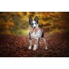 Elegant little tail Autumn Dog Collar, Male or Female Dog