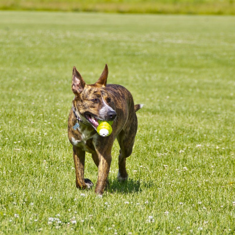 Hyper Pet Squawker Bone Dog Toy, Medium, Green/White
