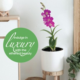 American Plant Exchange Live Dendrobium Orchid Plant with Colorful Flowers, Plant Pot for Home and Garden Decor, 4" Pot