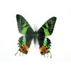 A Real Exotic Prepared Butterfly in Picture Frame Wall Picture