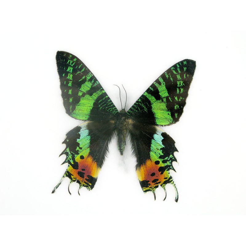 A Real Exotic Prepared Butterfly in Picture Frame Wall Picture