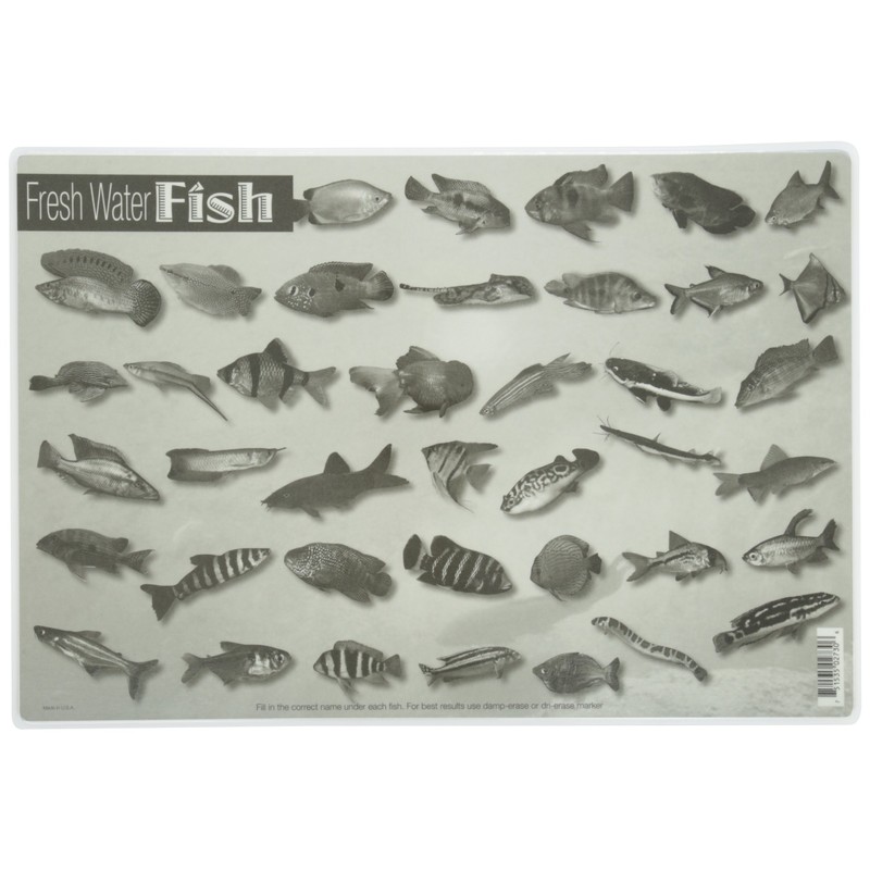 Painless Learning Freshwater Fish Placemat