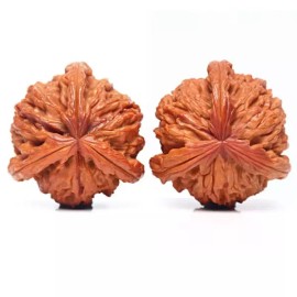 Hodu 호두마사지기 호도 마사지기 핸드 귀족 지압 손목 손마디 [E. 스플라이스 하이스로우 화이트 라이언] Walnut Massager Hand Massager Nobility Acupressure Wrist Hand Joint [E. Splice High Low White Lion]