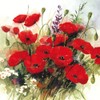 6230 Wild Poppies Napkin Paper, (Pack of 20)