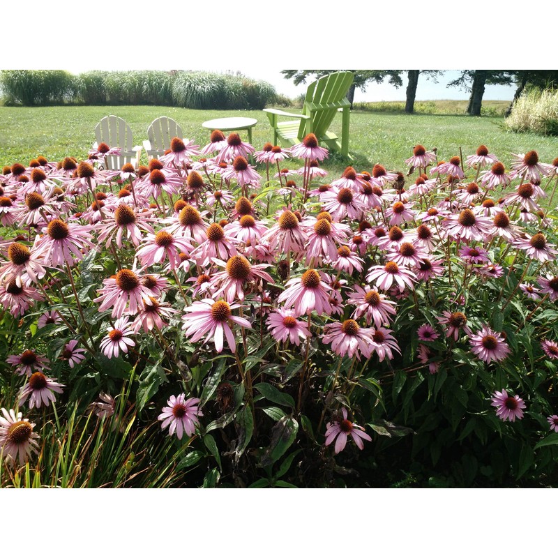 Hmm ekinasea & puroporisusupure-