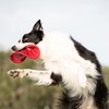 Nerf Dog Nylon Flyer Dog Toy, Flying Disc, Lightweight, Durable