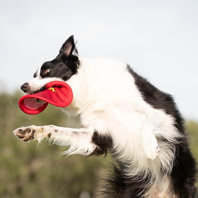 Nerf Dog Nylon Flyer Dog Toy, Flying Disc, Lightweight, Durable
