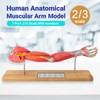EVOTECH SCIENTIFIC Human Muscular Arm Anatomy Model, 7 Part 2/3
