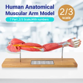 EVOTECH SCIENTIFIC Human Muscular Arm Anatomy Model, 7 Part 2/3 Life Size