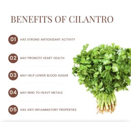 Fresh 300 Fresh Cilantro/Coria