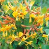 210+ Mix Honeysuckle Seeds for Planting in Home Garden- Non-GMO