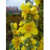 Earthcare Seeds Great Mullein Verbascum thapsus 150 Seeds Heirloom- Non