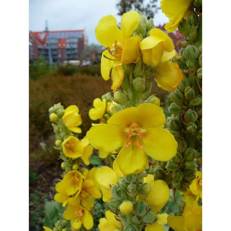 Earthcare Seeds Great Mullein Verbascum thapsus 150 Seeds Heirloom- Non