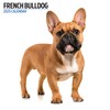 Modern Calendar 2025 French Bulldog