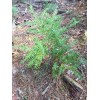 Tree 24-36" Eastern Hemlock Tree / Transplant; 1 tree; Bare