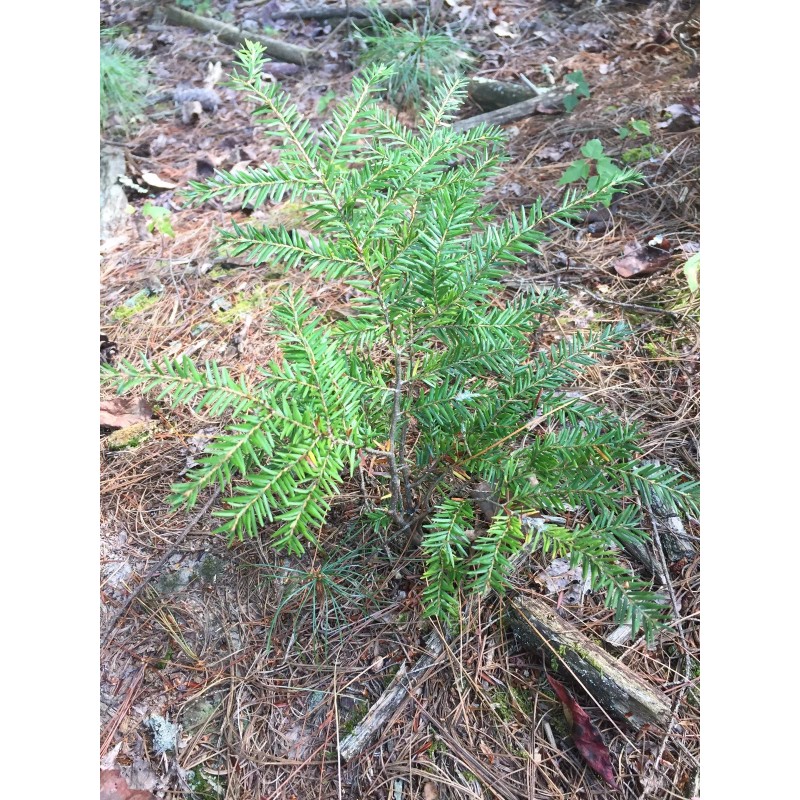 Tree 24-36" Eastern Hemlock Tree / Transplant; 1 tree; Bare