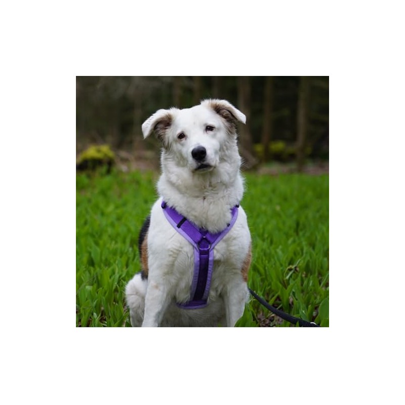 Anny·x Fun Adjustable Dog Harness, Lavender, Sizes XXS to XL