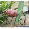 Asunta 6 Asunta DRAGON FRUIT CUTTING 10-14 Inches Check Description