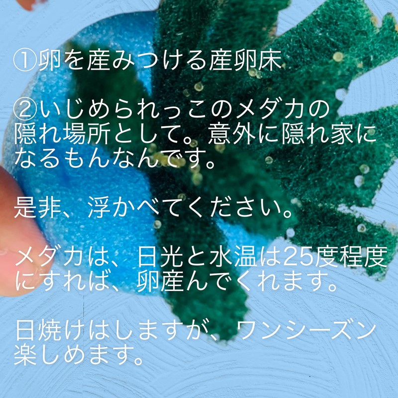 Tomo-chan's Medaka Shop, Eggs, Spawning Floor, 8 Pieces, 4 Colors